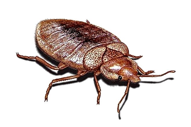 Tahta Kurusu İlaçlama