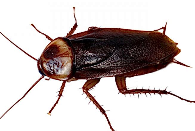 Hamam Böceği İlaçlama